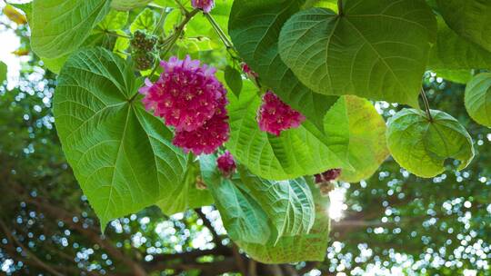 非洲芙蓉花