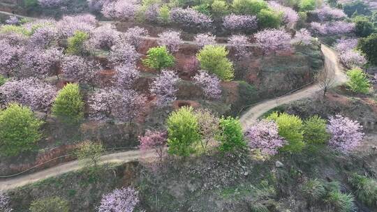 福建福州罗源湾樱花园航拍