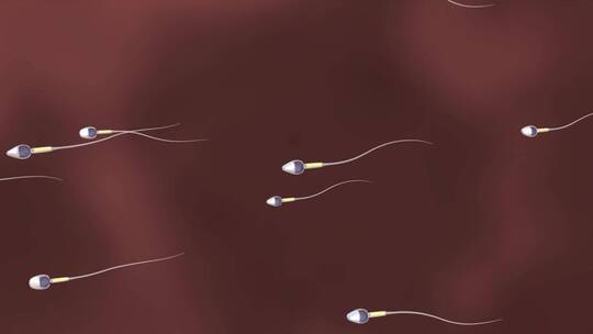 精子争先游行受精过程动画