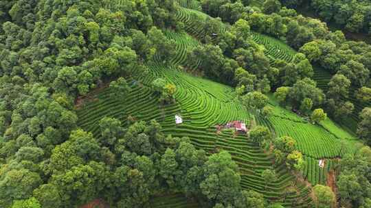 杭州西湖龙井茶园梅家坞清新茶山