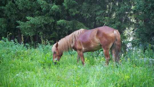 森林里的马草原上的马吃草野外的马吃草野马视频素材模板下载