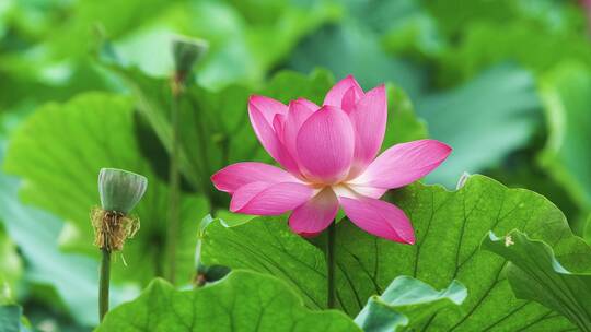 荷花自然涟漪露水池塘开花莲蓬公园花瓣雨诗