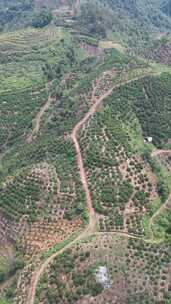 竖版航拍山川丘陵水果种植水果基地