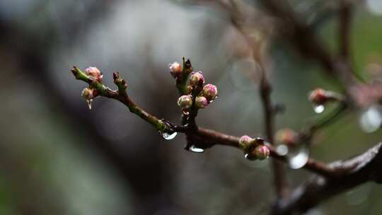 春天雨中的梅花花蕾