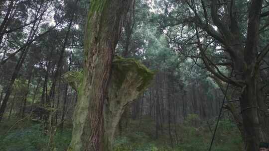 森林古树古蜀道