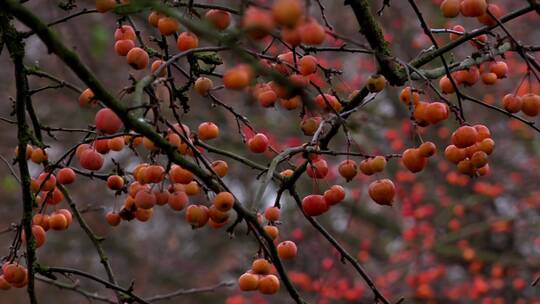 树枝上结满了红色的浆果