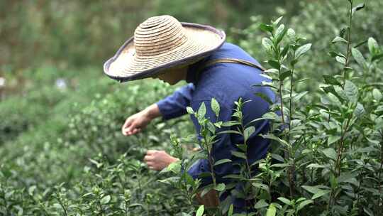 采茶叶茶山采茶叶素材