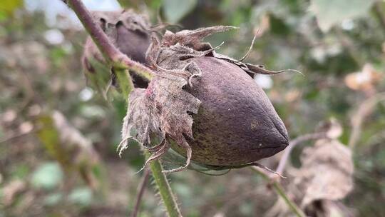 棉花植物