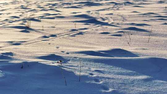 冬天阿尔山日出雪景寒冷雪花特写微缩景观