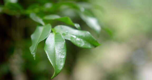 大自然 山野 雨后 树叶 特写