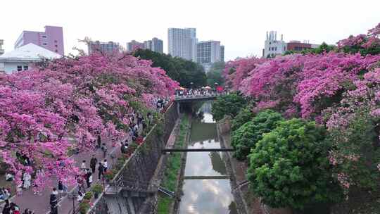 中国广东省广州市从化区华软异木棉