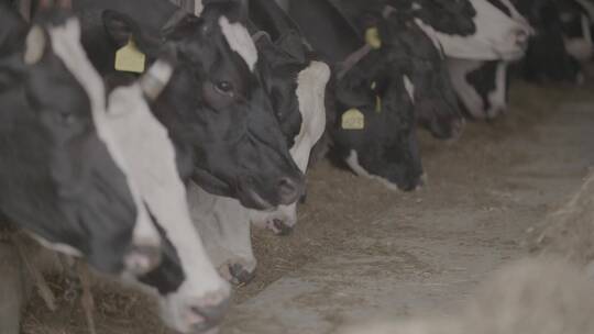 养牛场挤牛奶LOG视频素材视频素材模板下载