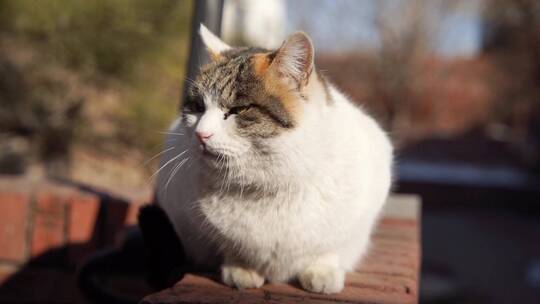 猫在阳台休息晒太阳