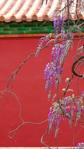 竖屏春天中国北京故宫博物院内绽放的藤萝花