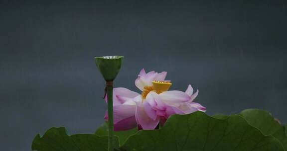 杭州西湖雨中荷花视频