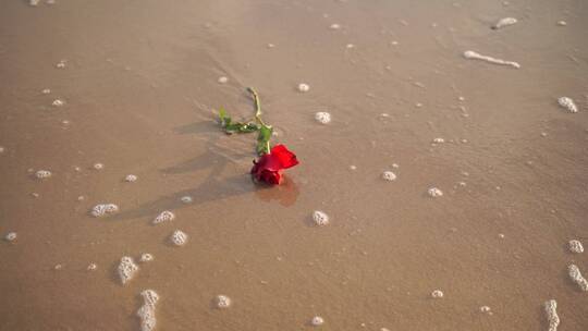 海边玫瑰花大海沙滩玫瑰