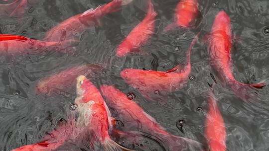 高处俯瞰水中成群的红鲤鱼特写