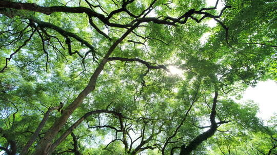夏天阳光香樟树大树荫树林视频素材模板下载
