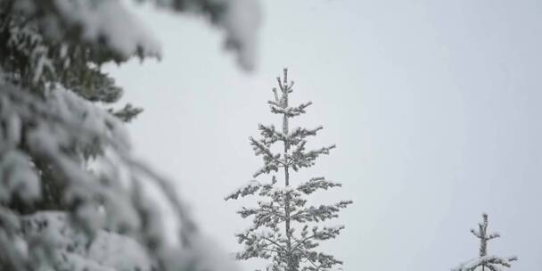 冬季松树积雪漫天雪花