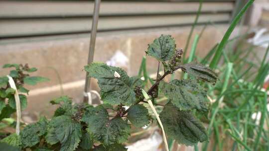 紫苏属 观赏 植物 被子植物 绿植