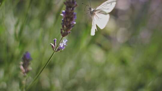 蝴蝶，Pieris Rapae，飞行，鲜