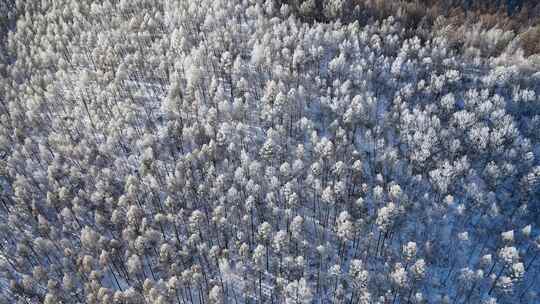 航拍林海雪原雾凇视频241113（12）