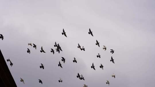 阴天鸽子仰拍天空一群鸽子飞过屋顶飞鸟飞行视频素材模板下载