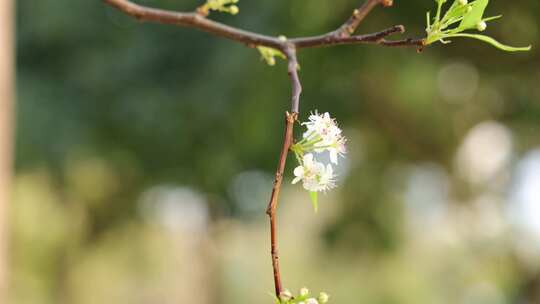 梨花/豆梨花