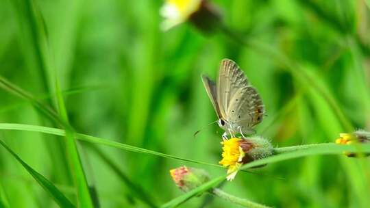 微距拍摄蝴蝶在黄花上