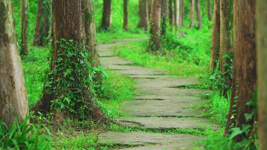 春天幽静的树林