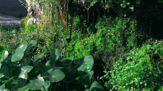 4K实拍升格园林盆景绿色苔藓涓流植物
