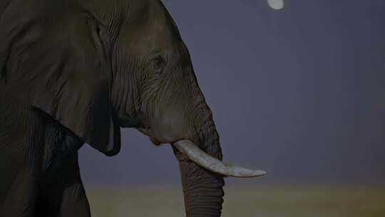 大象夜行视频素材模板下载
