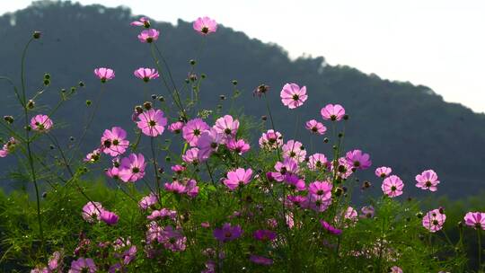 大自然自然风光美丽的梦美丽的花朵