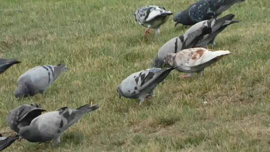 鸽子在草地上觅食视频素材模板下载
