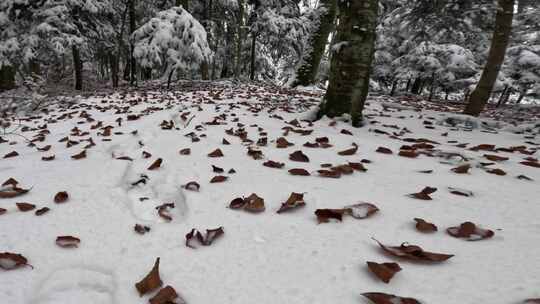 雪地上的落叶