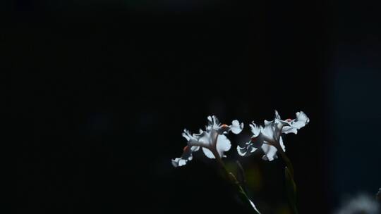 花朵升格视频黑暗中的蝴蝶花