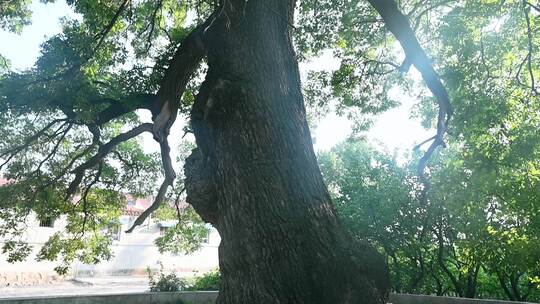 盘根错节古树茂密树冠日光透过树叶