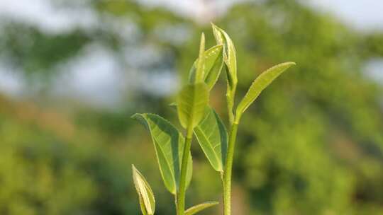 茶叶 采茶 红茶 绿茶 春茶 茶 有机茶