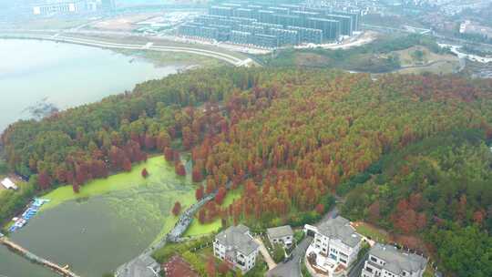 杭州市临安青山湖水上森林秋色航拍