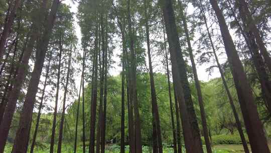 自然风光树枝树叶无锡太湖鼋头渚风景区实拍