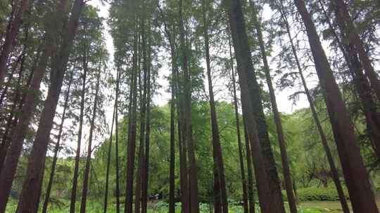 自然风光树枝树叶无锡太湖鼋头渚风景区实拍视频素材模板下载