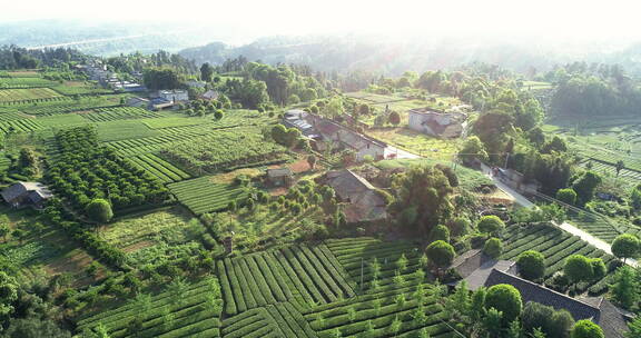 美丽新农村夕阳下的雅安茶田绿茶种植基地