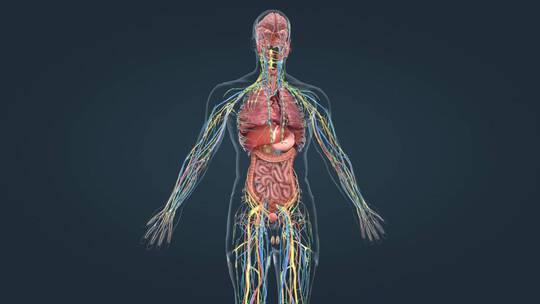 医学 人体 器官 内分泌 医学人体动画