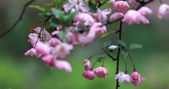 春天海棠花开空镜合集