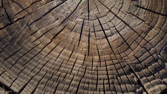 树桩年轮纹理特写