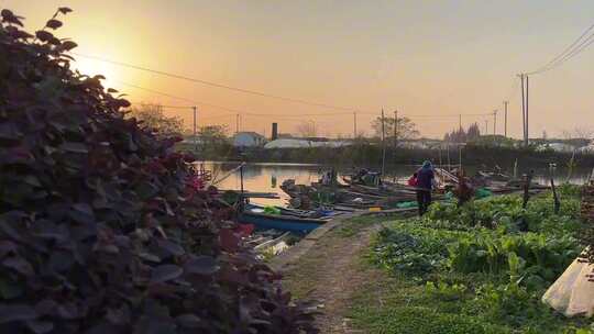 日出时，苏州水边村民的田地