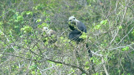 4K拍摄 崇左树枝上跳跃的白头叶猴