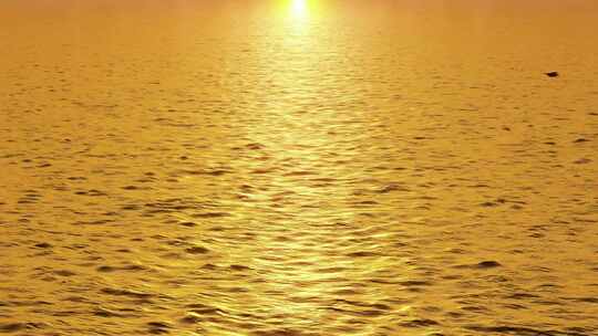 4K海面夕阳下的海鸥群