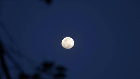 月亮挂在夜空，树叶随风而动视频素材模板下载