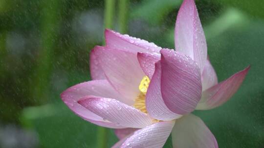 荷花淋雨特写微距拍摄